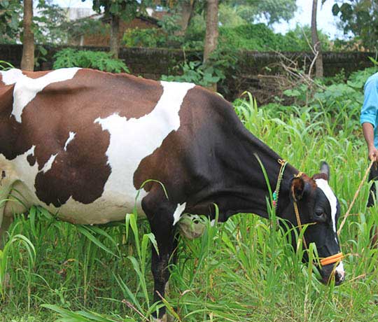 Cow grazing