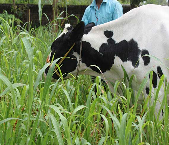 Cow Grazing