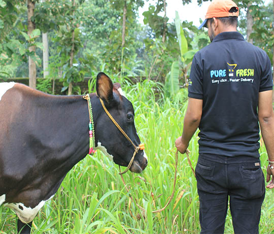 CowGrazing