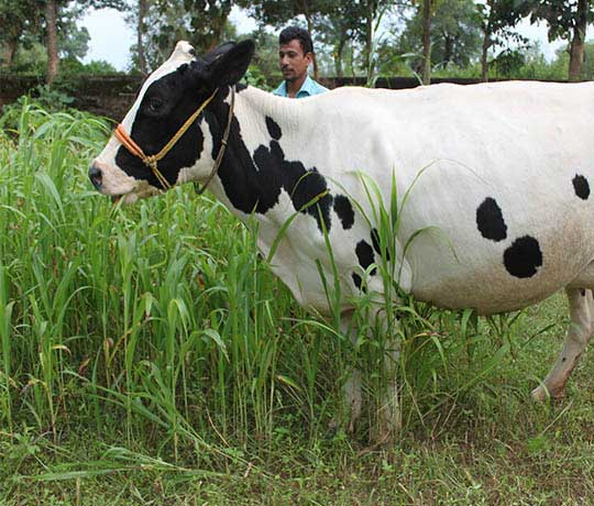 Cow feeding