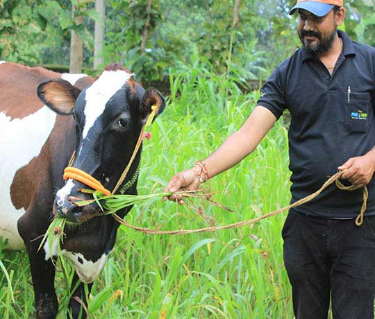 Cow feeding