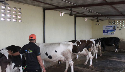 Cleaning the cow